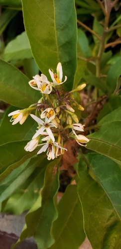 Solanum donianum, photograph 3