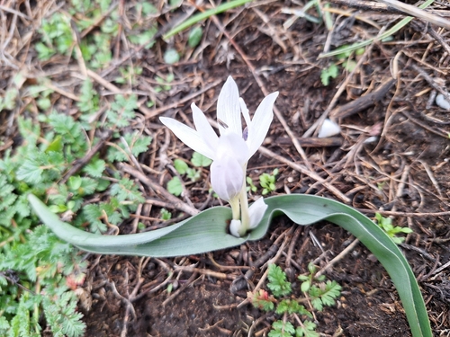Colchicum hungaricum
