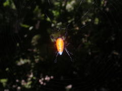 Leucauge sarawakensis