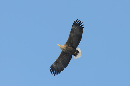 Pigargo europeo (Haliaeetus albicilla)