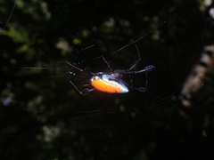 Leucauge sarawakensis
