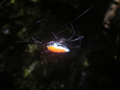 Leucauge sarawakensis