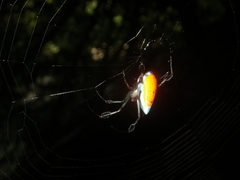 Leucauge sarawakensis