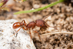 Pogonomyrmex pima