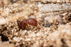 Pogonomyrmex pima