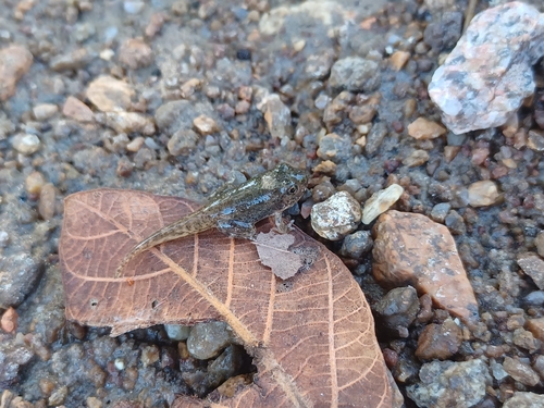 Mababe puddle frog