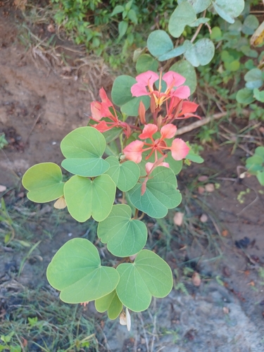 Pride-of-de-Kaap