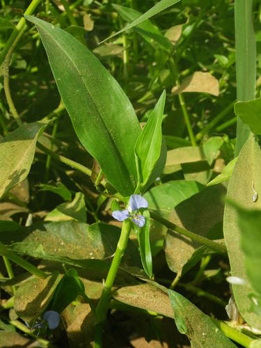 Commelina benghalensis image