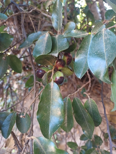 Water Pear