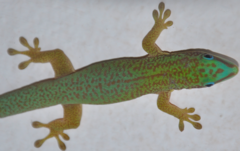 Phelsuma hielscheri