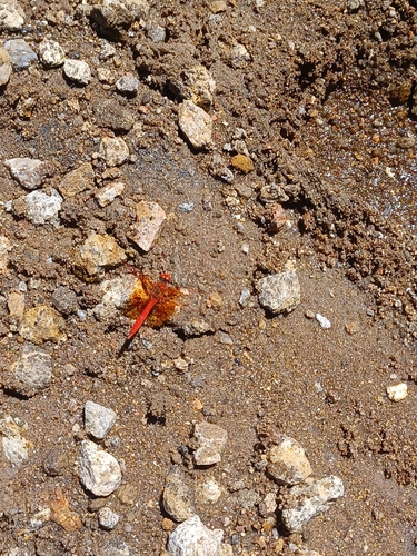 Orange-winged Dropwing