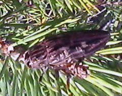 Chalcophora mariana