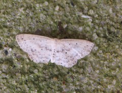 Scopula aemulata