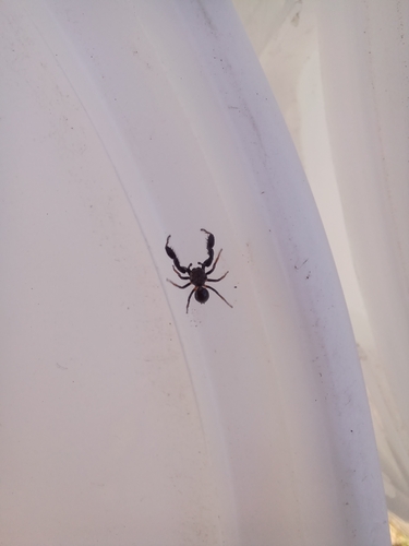 Harmochirus luculentus