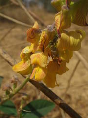 Crotalaria pallida image