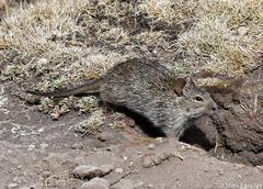 Arvicanthis abyssinicus