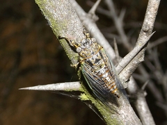 Chilecicada occidentis