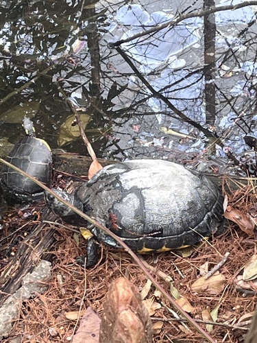 Yellow-bellied Slider