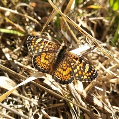 Phyciodes