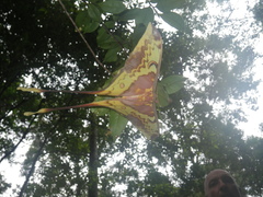 Actias maenas