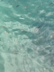 Trachinotus ovatus
