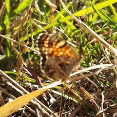 Phyciodes