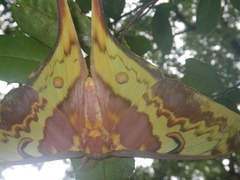 Actias maenas
