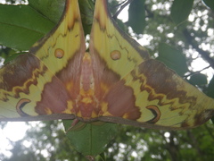 Actias maenas