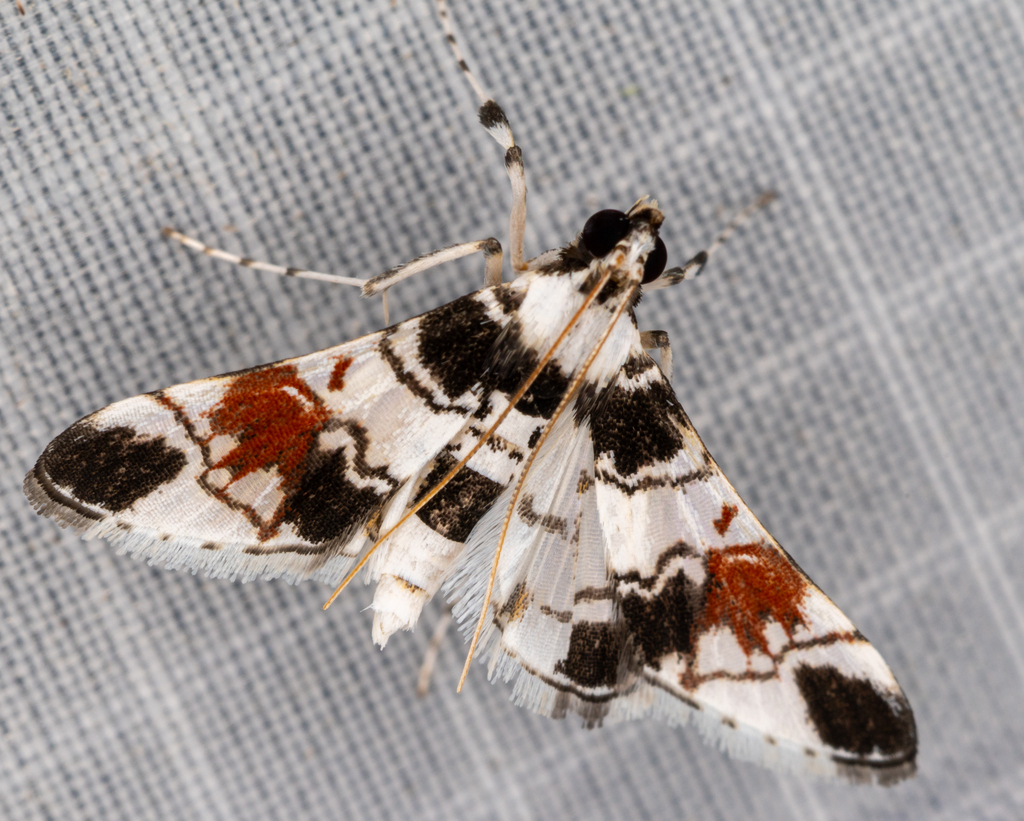 Syngamilyta nympha