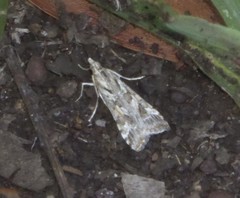 Nomophila corticalis