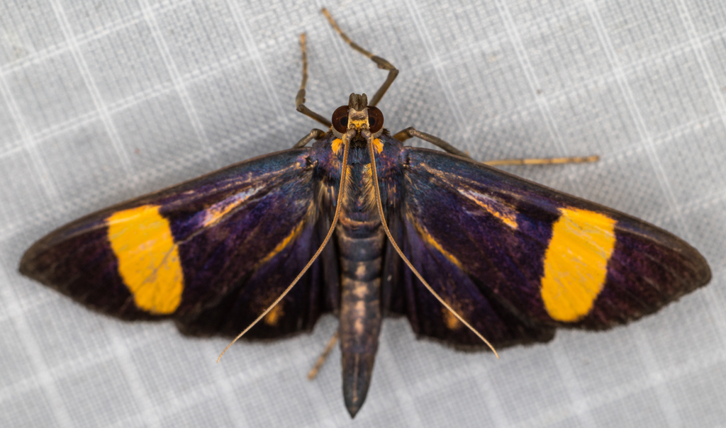 Pilocrocis xanthozonalis