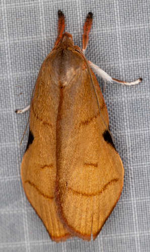 Loxotoma elegans