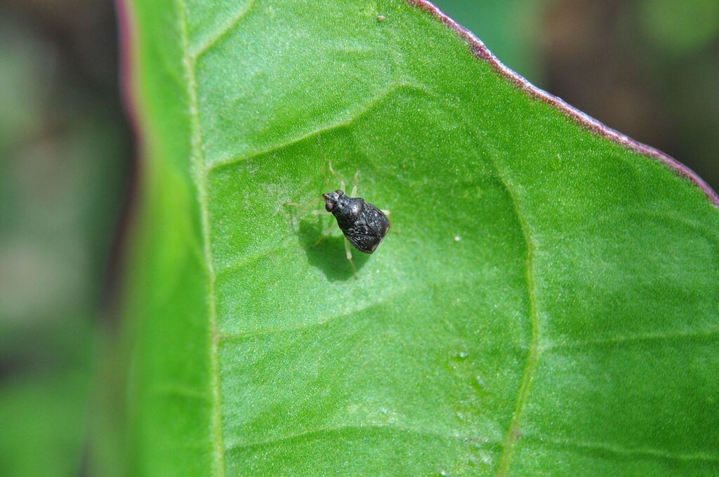 Cyrtocapsus elutipes