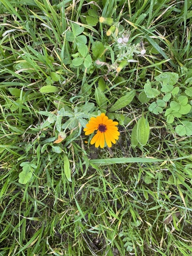 Calendula stellata