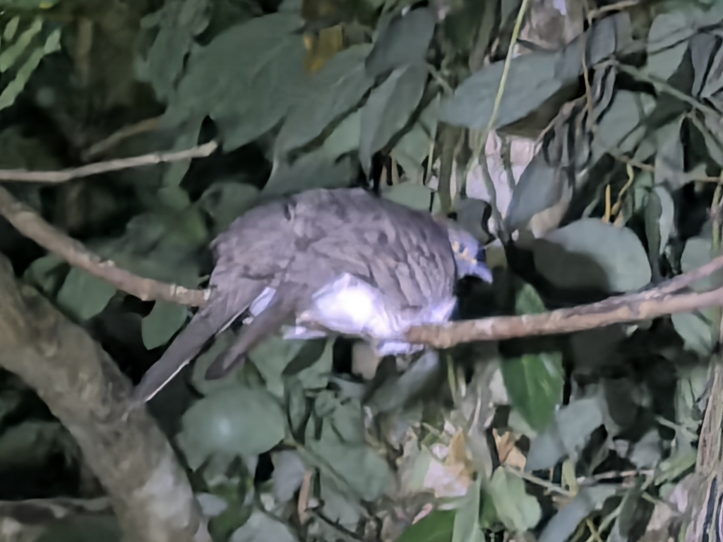 Barred Dove (Geopelia maugeus)