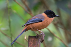 Heterophasia capistrata