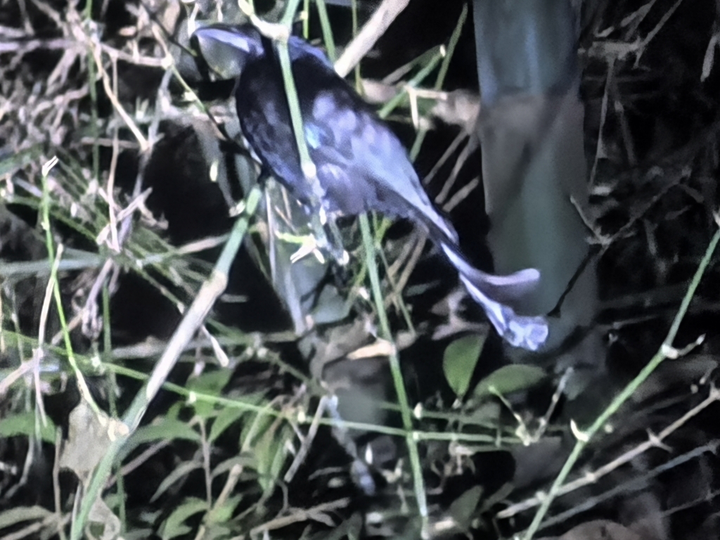 Wallacean Drongo (Dicrurus densus)