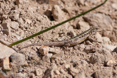 Liolaemus moradoensis