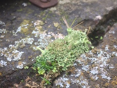 Cladonia