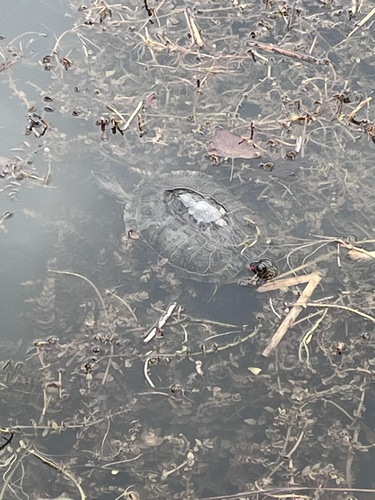 Red-eared Slider