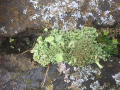 Cladonia