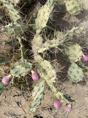 Opuntia stricta