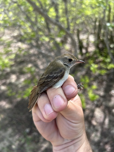 Fulvous-crowned Scrub Tyrant (Euscarthmus meloryphus)