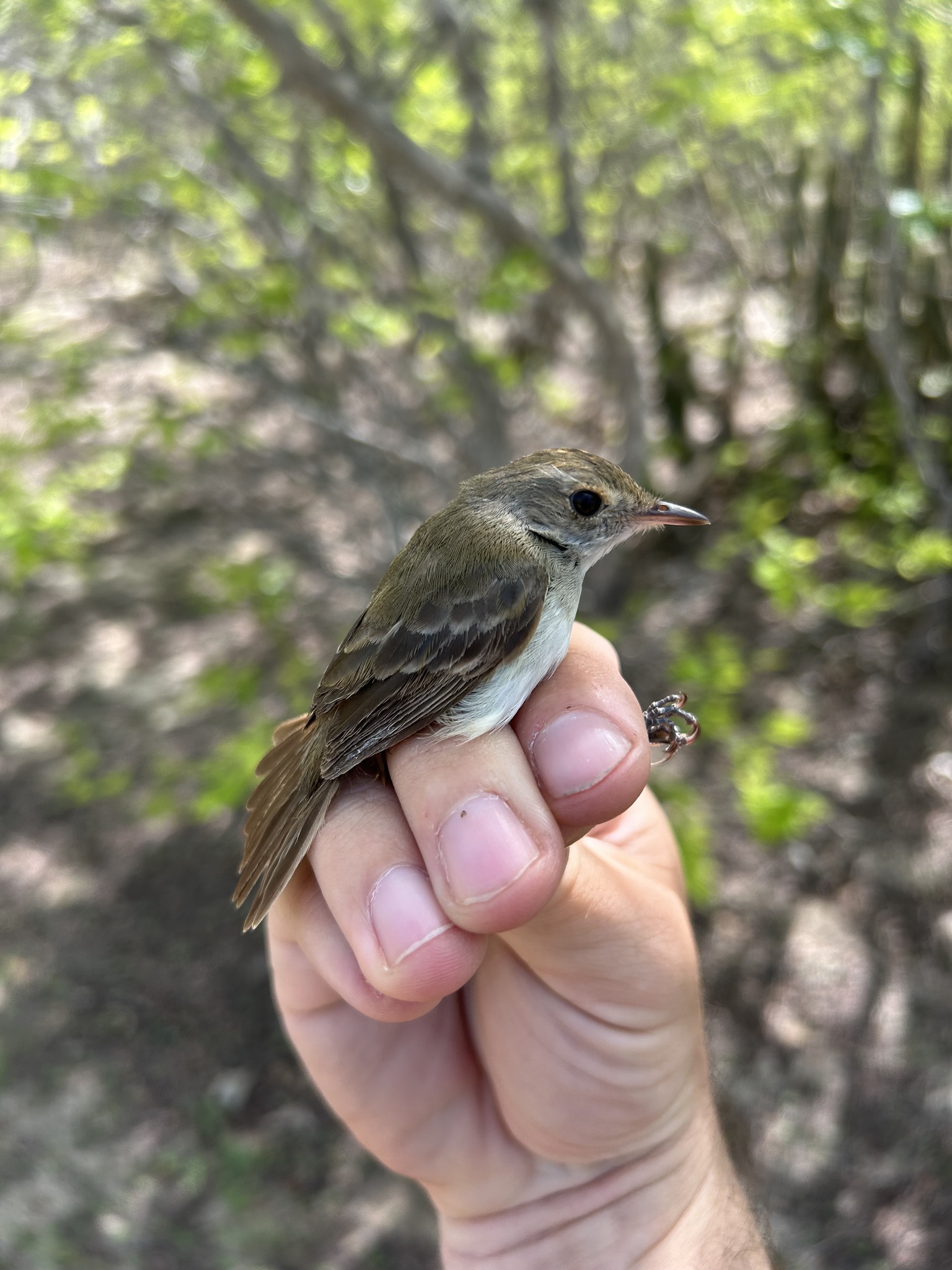 Fulvous-crowned Scrub Tyrant (Euscarthmus meloryphus), photo 1