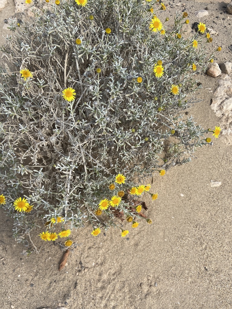 Pulicaria burchardii