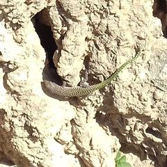 Scelarcis perspicillata