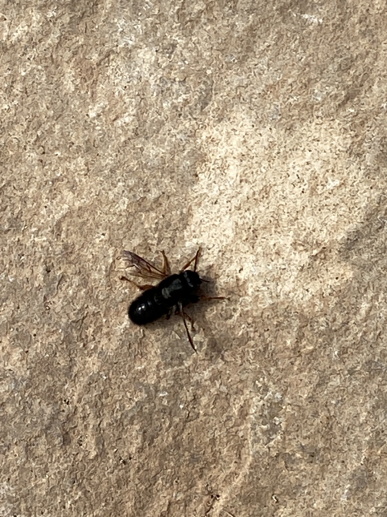 Megachile sicula