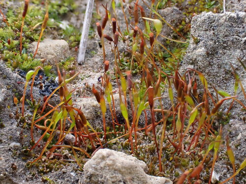 Aloina ambigua observed 2024-02-24