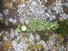 Cladonia