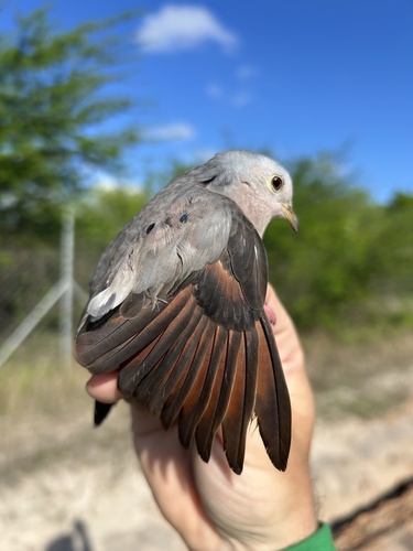 Plain-breasted Ground Dove (Columbina minuta)